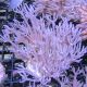 Anthellia longs polypes 7-10 cm 39,50 €