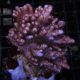 Sinularia brassica 8-10 cm