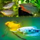 Trichogaster Trichopterus - Gouramis assortis 6-8 cm lot de 2 12,50 €