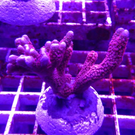 Bouture Montiora Samarensis "Forest fire" 6-10 cm 28,50 €