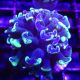 Bouture Euphyllia parancora marbble '1 polype)