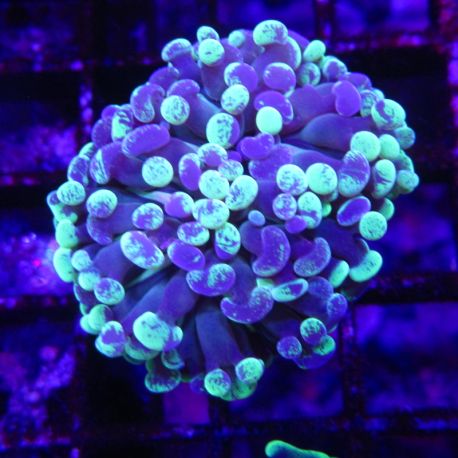 Bouture Euphyllia parancora marbble '1 polype)