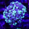 Bouture Euphyllia parancora marbble '1 polype)