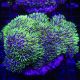 Pachyclavularia violacea vert coeur blanc 7-9 cm 39,50 €