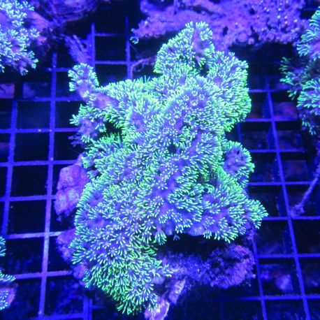 Briareum vert metallique 8-10 cm