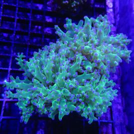 Euphyllia paradivisa vert a pointes mauves  (1 polype)