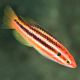 Bodianus Izuensis 6-9 cm 119,50 €