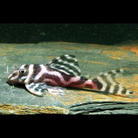 Hypancistrus sp. L173 B 3-4 cm 39,50 €