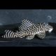 Hypancistrus sp. L333 Belo Monte  RARE! 4.5 cm