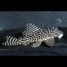 Hypancistrus sp. L333 Belo Monte  RARE! 4.5 cm