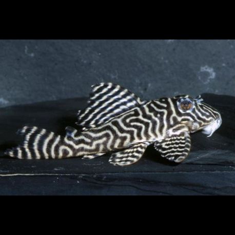 Hypancistrus sp. L333 Belo Monte rare! 6-8 cm 69,50 €