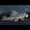 Hypancistrus sp. L333 Belo Monte  RARE! 4.5 cm