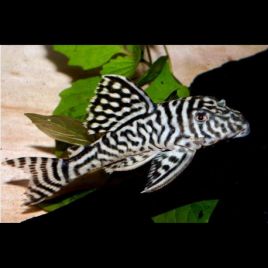 Hypancistrus sp. L450 3-4 cm 