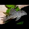 Hypancistrus sp. L450 3-4 cm 