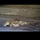 Parotocinclus Jumbo LDA025 3-4 cm 