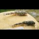Parotocinclus Jumbo LDA025 3-4 cm 14,50 €