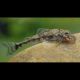 Parotocinclus Jumbo LDA025 3-4 cm 14,50 €