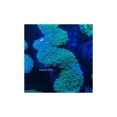 Physogyra vert/ bleu 12-15 cm 97,50 €