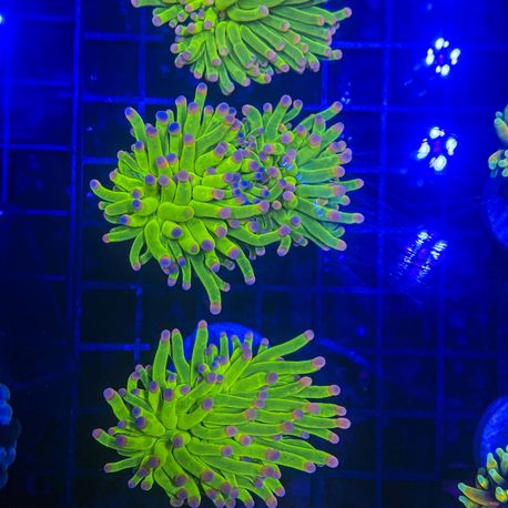 Bouture Euphyllia Toxic Green pointes roses (1 polype) 49,50 €