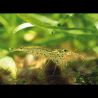 Caridina Japonica - Crevette Japonica Medium (2-3cm) lot de 5