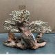 Artisanat en bois flotté - Forest Bonsai M (40x20x25cm)  83,80 €