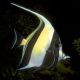 Zanclus cornutus 10-14 cm