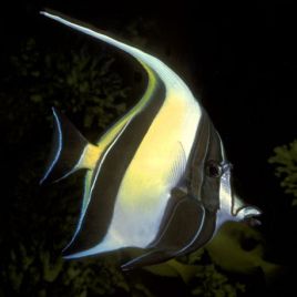 Zanclus cornutus 10-14 cm