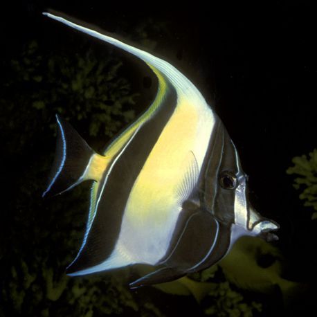 Zanclus cornutus 10-14 cm