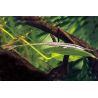 Farlowella Acus 10-12 cm le lot de 2