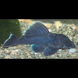 Baryancistrus Beggini - L239