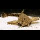 Bunocephalus Coracoideus - Poisson feuille Poisson Chat Banjo