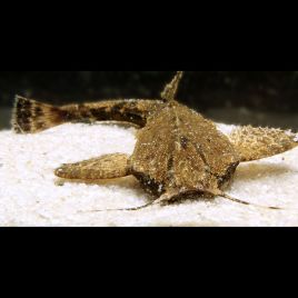 Bunocephalus Coracoideus - Poisson feuille Poisson Chat Banjo