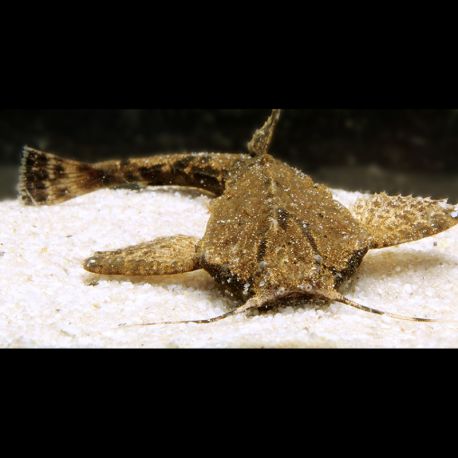 Bunocephalus Coracoideus - Poisson feuille Poisson Chat Banjo