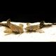 Bunocephalus Coracoideus - Poisson feuilleBunocephalus Coracoideus - Poisson feuille Poisson Chat Banjo