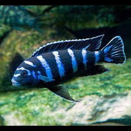 Chindongo Demasoni 4-5 cm lot de 2
