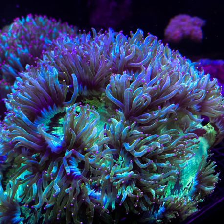 Wysiwyg : Catalaphyllia jardinei coloré 15-20 cm (ouvert) 