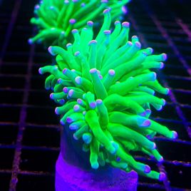 Bouture Euphyllia Toxic Green pointes roses (1 polype)