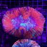Trachyphyllia select full color 7-10 cm