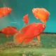 Astronotus Ocellatus RED CHILI 6-8cm 39,50 €