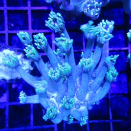 Bouture Goniopora stockesi (longs polypes)