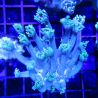 Bouture Goniopora stockesi (longs polypes)