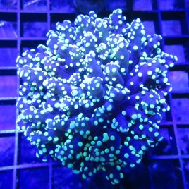 Bouture Euphyllia Yaeyamensis (1 gros polype) 39,50 €