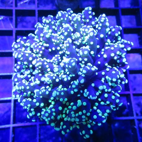 Bouture Euphyllia Yaeyamensis (1 gros polype) 39,50 €