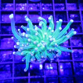 Bouture Euphyllia Glabrescens vert à pointes blanches (1 polype)