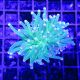 Bouture Euphyllia Glabrescens vert à pointes blanches (1 polype)