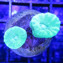 Bouture Caulastreas vert fluo (2 polypes)