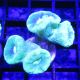Bouture Caulastreas vert fluo 3-4 polypes 19,50 €