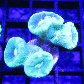 Bouture Caulastreas vert fluo 3-4 polypes 19,50 €