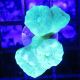 Bouture Caulastreas vert fluo 3-4 polypes 19,50 €