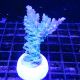 Bouture Acropora vert à pointes mauves  12,00 €